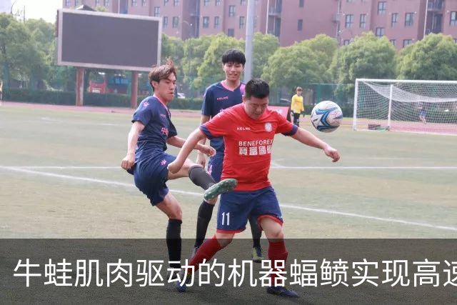 牛蛙肌肉驱动的机器蝠鲼实现高速游动和灵活转向